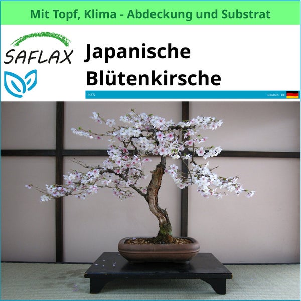 Japanische Blütenkirsche als Bonsai im Topf mit Klimaabdeckung und Substrat