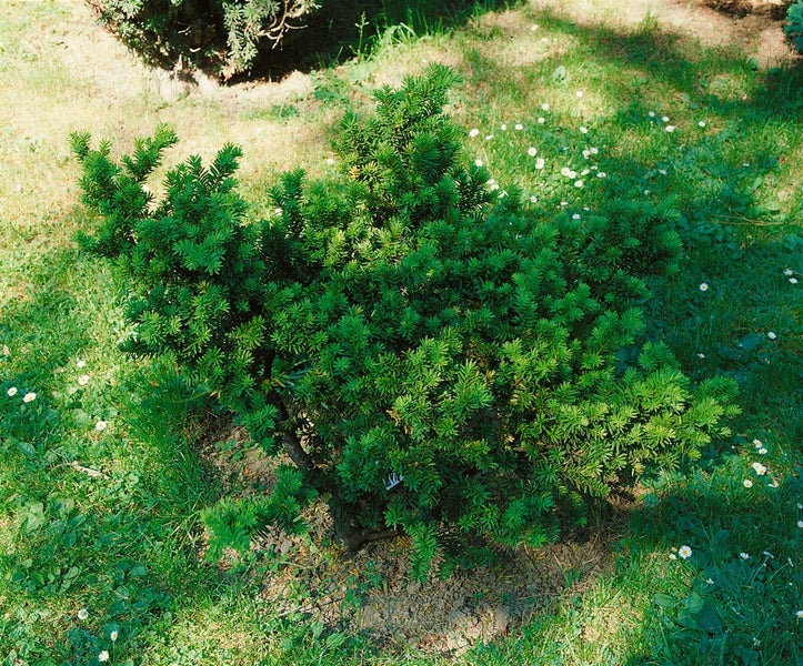 Im Garten steht eine buschige Eibe.