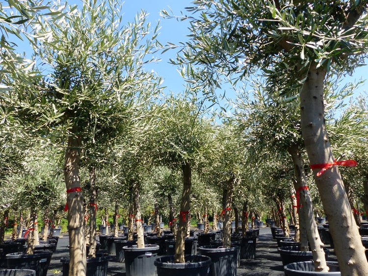 4 Stück Olivenbaum Angebot 200 - 250 cm, winterhart, Olive, Ölbaum