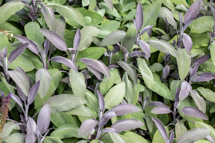 Salvia officinalis 'Purpurascens', Purpursalbei, ca. 9x9 cm Topf