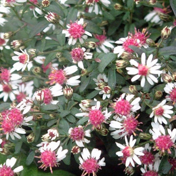 Nahaufnahme von Astern mit weißen Blütenblättern und pinkfarbenen Zentren.