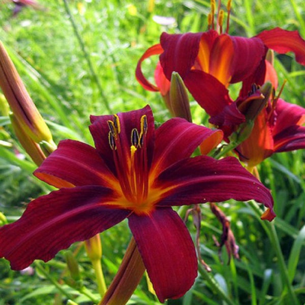 Nahaufnahme von Taglilienblüten im Garten