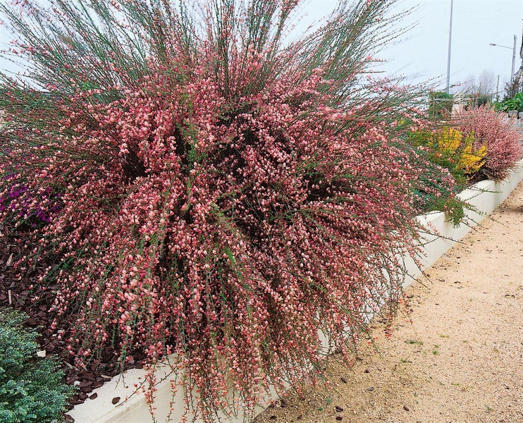 Cytisus praecox 'Hollandia', Besenginster, rosa Blüten, 40–60 cm