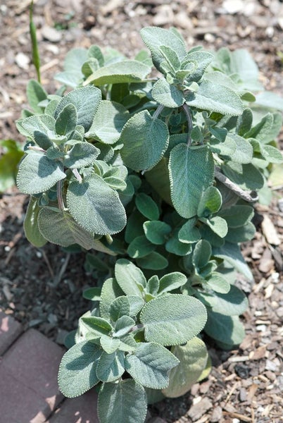 Salvia officinalis 'Berggarten', Küchensalbei, aromatisch, ca. 9x9 cm Topf