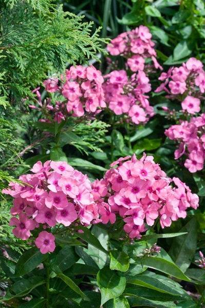 Phlox paniculata 'Pink Flame', Flammenblume, rosa, ca. 11x11 cm Topf