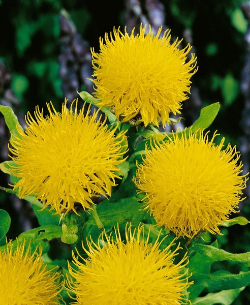 Centaurea macrocephala, Riesen-Flockenblume, gelb, ca. 9x9 cm Topf