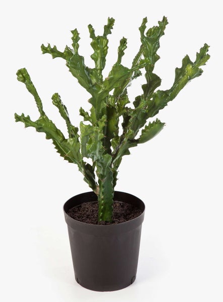 Nahaufnahme einer grünen Sukkulente mit gewellten, gerippten Stielen und kleinen braunen Dornen.