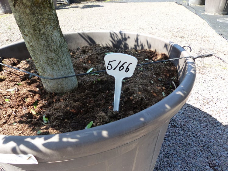 Olivenbaum 5 Pon Pon Bonsai Formgehölz Gartenbonsai Olea europaea Olive winterhart
