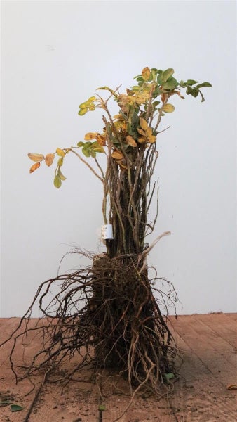 Wurzelnackte Rose mit freiliegendem Wurzelwerk und kahlen Zweigen für die Pflanzung.