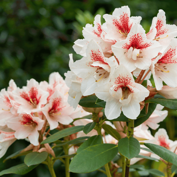 Tommi Rhododendron- u. Moorbeeterde 45l x 51 Sack 2295l Palette