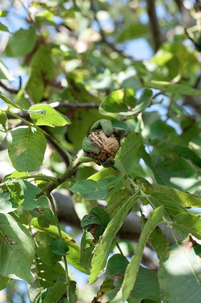 Juglans regia, Walnussbaum, 125–150 cm, robust