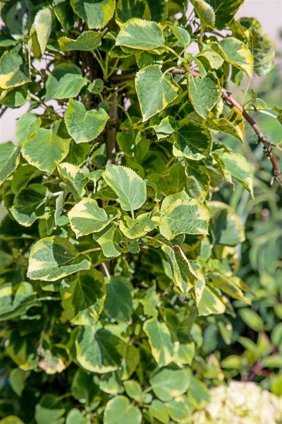 Hydrangea petiolaris 'Miranda', Kletterhortensie, gelb-grün, 60–80 cm