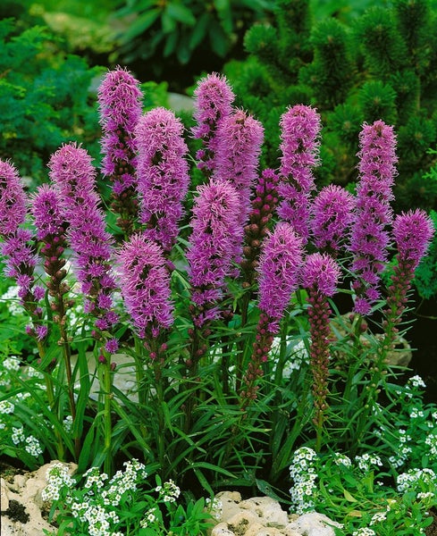 Liatris spicata 'Kobold', Prachtscharte, violett, ca. 9x9 cm Topf