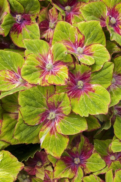 Nahaufnahme einer Hortensie mit grün-roten Blütenblättern.