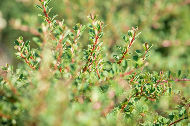 Cotoneaster microphyllus 'Cochleatus', immergrün, ca. 9x9 cm Topf