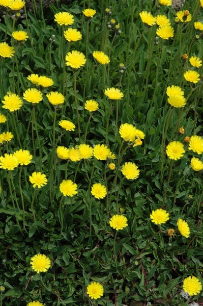 Hieracium pilosella, Habichtskraut, ca. 9x9 cm Topf, bodendeckend