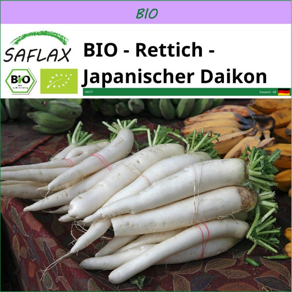 SAFLAX  - BIO - Rettich - Japanischer Daikon - Raphanus sativus - 100 Samen