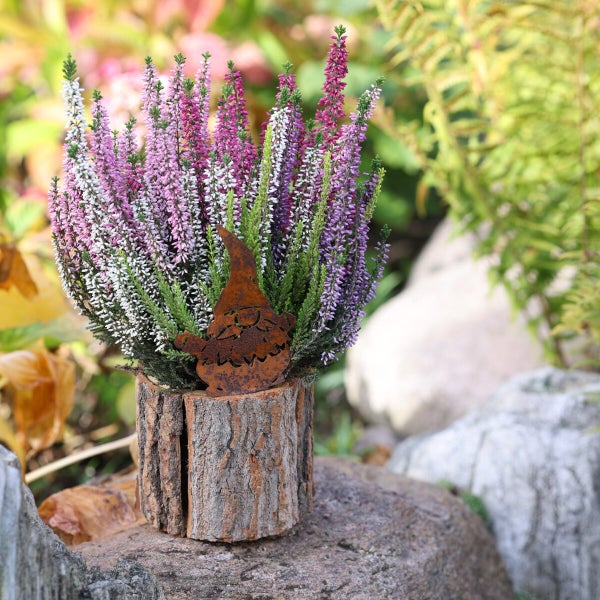 Besenheide in einem rustikalen Holztopf mit einer dekorativen Zwergfigur aus Rostmetall als herbstliche Gartendekoration.