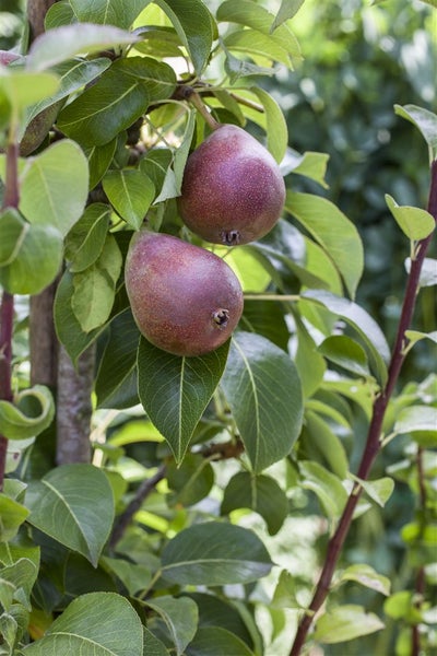 Pyrus communis 'Rote Williams Christ', Birne, rot, 150–200 cm