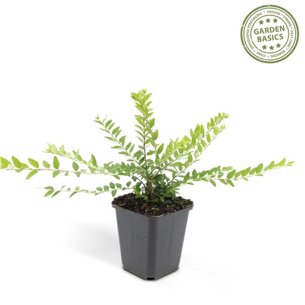 Bodendecker - Heckenmyrthe - Lonicera nitida 'Maigrün' - 9cm Topf - Set mit 6 Pflanzen