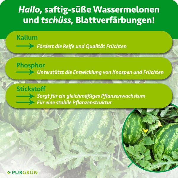 Infografik zeigt wachsende Wassermelonen und erklärt die Wirkung von Kalium, Phosphor und Stickstoff auf Reife und Wachstum. Purgrün Logo.