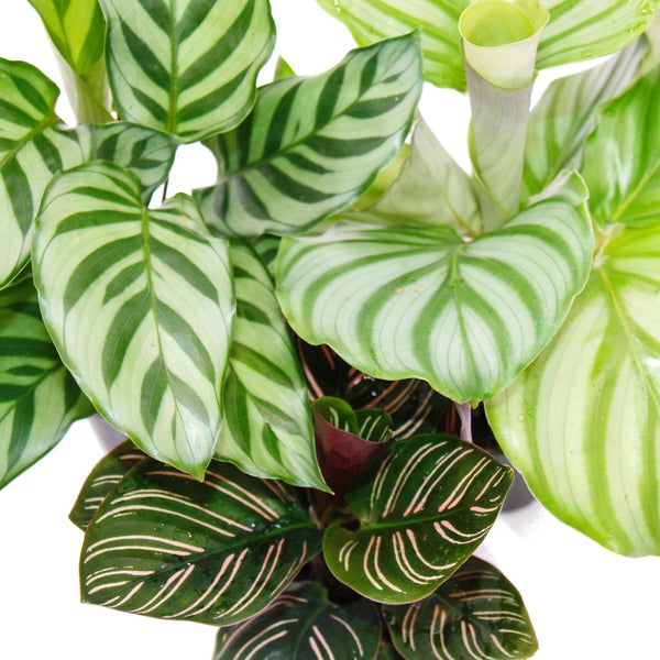 Schattenpflanzen 3er Set - mit ausgefallenem Blattmuster - Calathea - 7cm Topf - ca. 20cm hoch