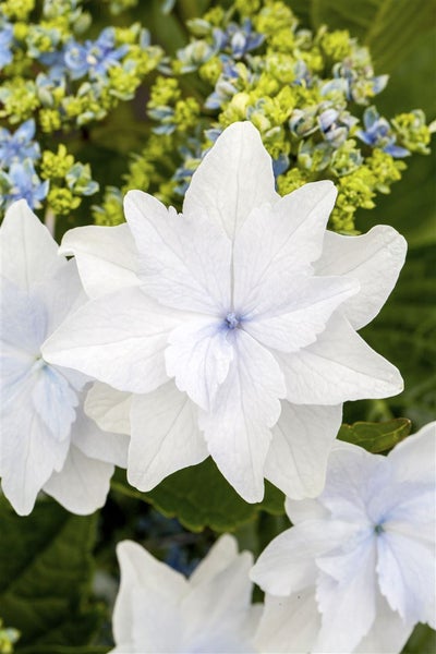 Hydrangea macrophylla 'Fireworks White', Hortensie, weiß, 30–40 cm