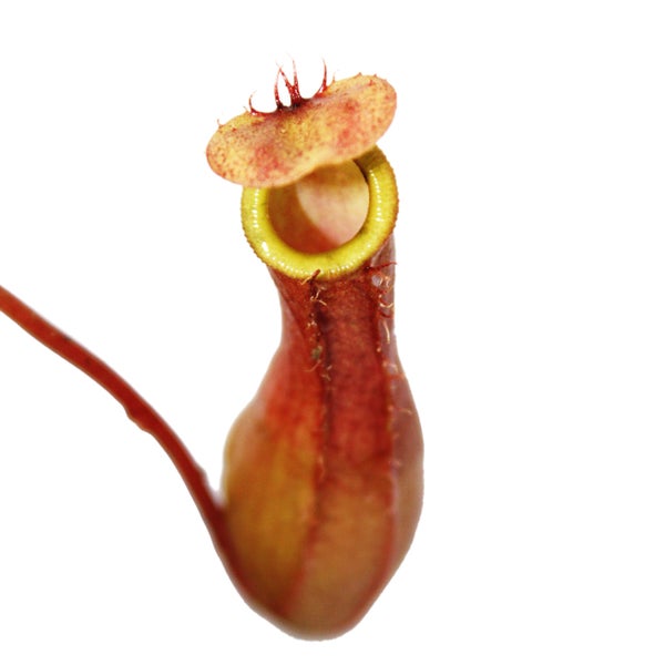 Kannenpflanze - Nepenthes - 9cm Topf