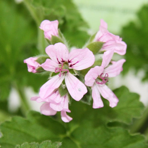 3er Set Duftgeranie - Pelargonia odorata  Hybr.