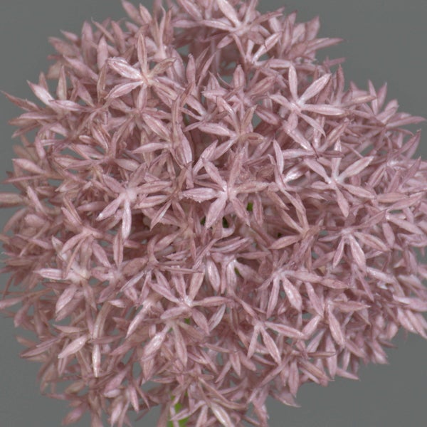Allium-Blüte mit vielen sternförmigen Einzelblüten