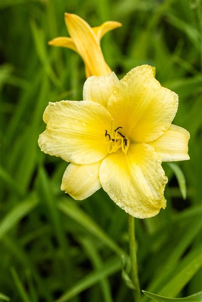 Hemerocallis x cult. 'Bitsy', Taglilie, gelb, ca. 11x11 cm Topf