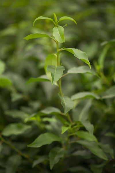 Prunus lusitanica 'Angustifolia', Portugiesischer Lorbeer, 40–60 cm