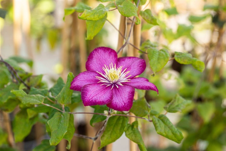 Clematis Hybride 'Ville de Lyon', Waldrebe, karminrot, 80–100 cm