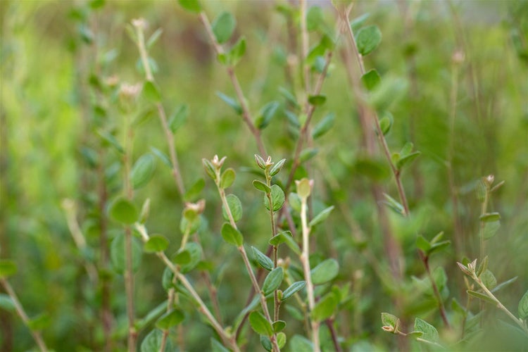 Cotoneaster dielsianus, Zierquitte, 60–100 cm