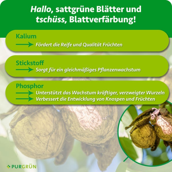 Infografik über Pflanzennährstoffe Kalium Stickstoff und Phosphor für Walnussbäume mit Purgrün Logo