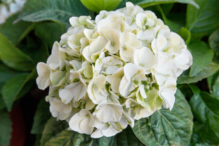 Hydrangea macrophylla 'Caipirinha', Hortensie, grün-weiß, 30–40 cm