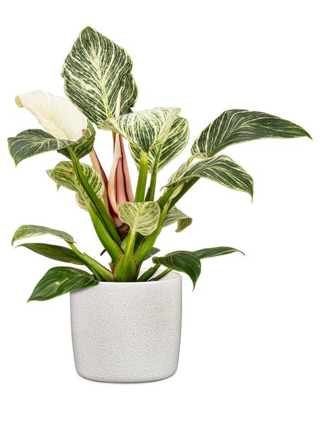 Scheurich Solido, Blumentopf aus Keramik,  Farbe: Perla, 17,6 cm Durchmesser, 16 cm hoch, 3,1 l Vol.