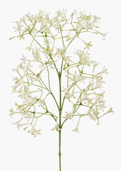 Nahaufnahme von weißen Blüten mit grünen Stielen.