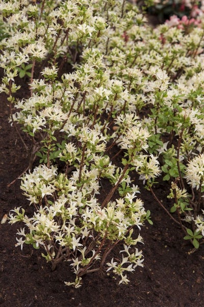 Rhododendron atlanticum, Azalee, weiß-rosa, 30–40 cm