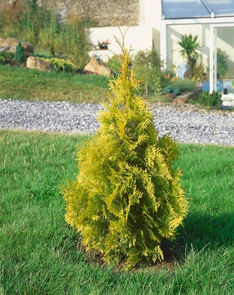 Thuja occidentalis 'Yellow Ribbon', Lebensbaum, gelbgrün, 20–30 cm