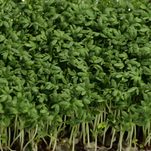 Frische Gartenkresse-Keimlinge mit kleinen grünen Blättern und weißen Stielen, Nahaufnahme.