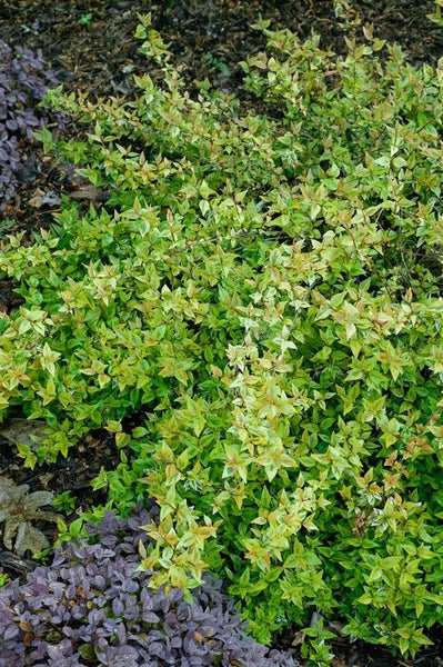 Abelia 'Kaleidoscope'®, gelb-grün panaschiert, 20–30 cm