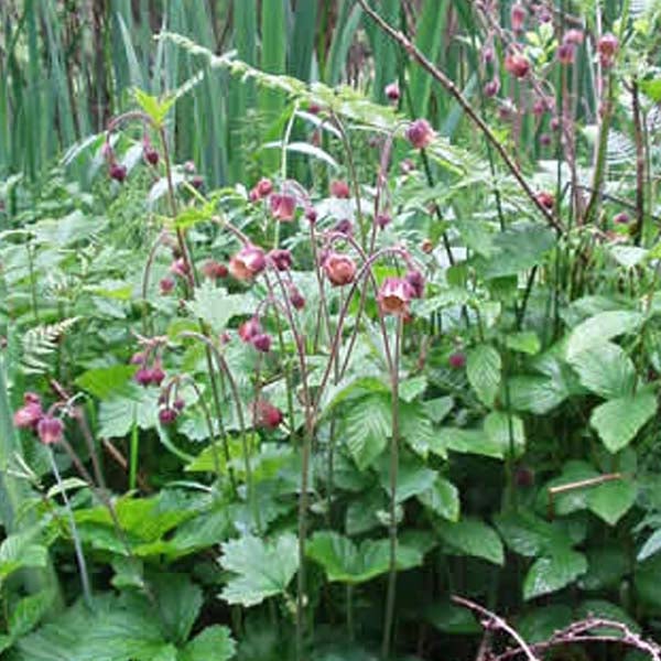 Nahaufnahme von Nickender Bachnelkenwurz in einem Garten.