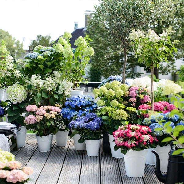 3x Hydrangea Macrophylla Mix – Hydrangea – Strauch – Winterheart – ⌀14 cm – ↕30-40 cm