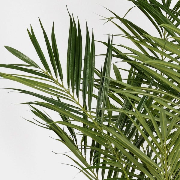 Nahaufnahme von grünen Palmwedeln einer Goldfruchtpalme.