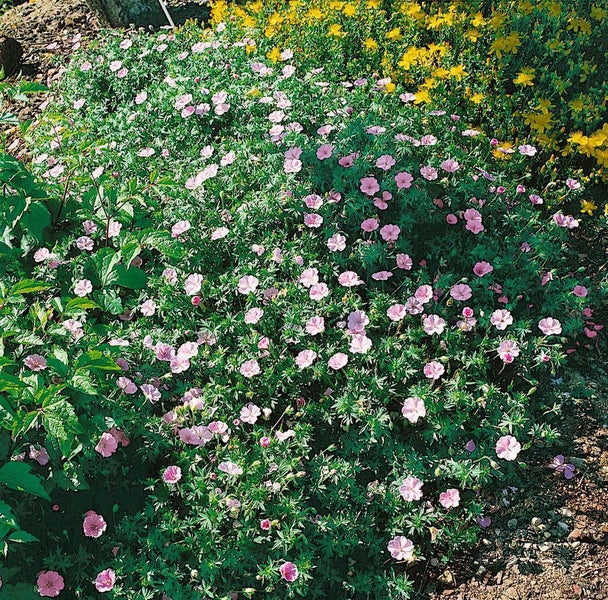 Geranium sanguineum var.striatum, Storchschnabel, zartrosa, ca. 9x9 cm Topf