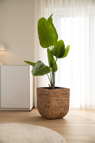 Große grüne Strelitzie in einem quadratischen geflochtenen Übertopf aus Naturmaterial in einem hellen Wohnraum mit weißem Schrank.