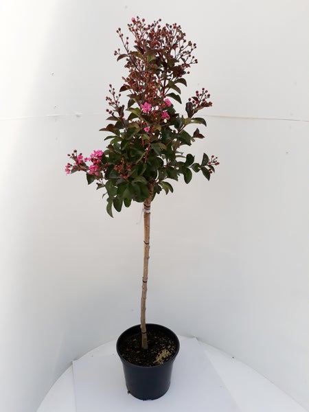 Lagerstroemia 'Rhapsodie in Pink'- Stämmchen 80 cm, Kreppmyrte, Kräuselmyrte, Gesamthöhe: 140-150