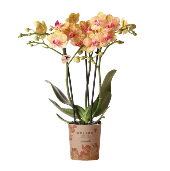 Kolibri Orchids orange Phalaenopsis Orchidee -35cm hoch Topfgröße 9cm blühende Zimmerpflanze frisch vom Züchter