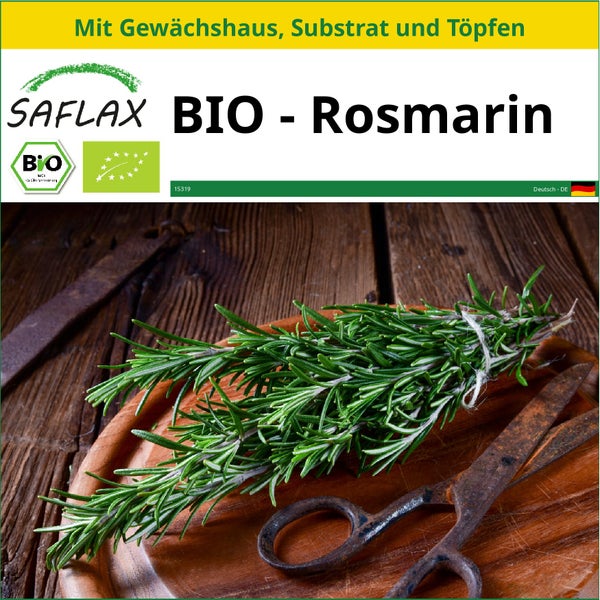 SAFLAX Anzucht Set - BIO - Rosmarin - Rosmarinus officinalis - 40 Samen - Mit Mini-Gewächshaus, Anzuchtsubstrat und 2 Töpfen